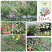 Layout Created By : pizazz
