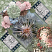 Whispering Blooms by ADB Designs Digital Art Layout by Kabra
