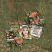 layout for In spring, often...