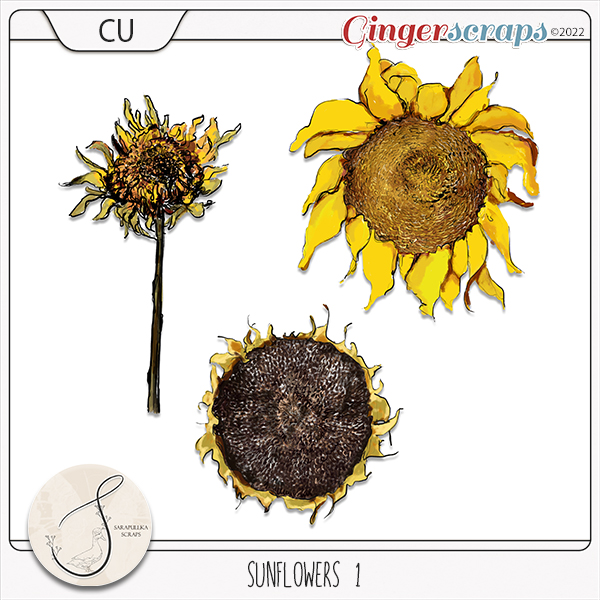 CU Sunflowers 1