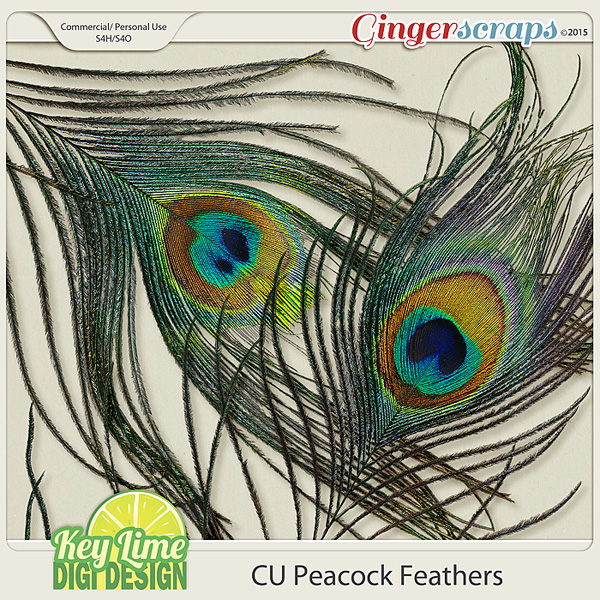 CU Peacock Feathers