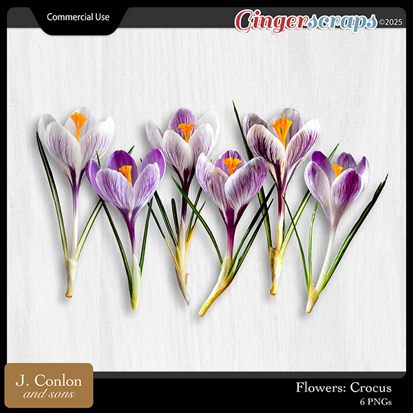 Flowers: Crocus CU by J. Conlon and Sons