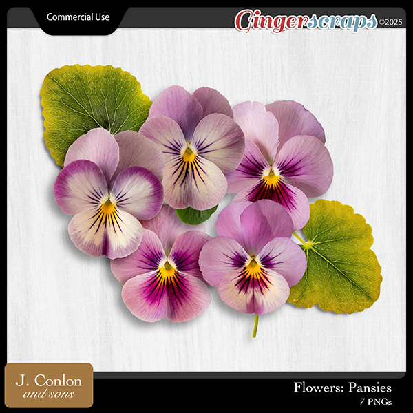 Flowers: Pansies CU by J. Conlon and Sons