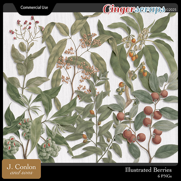 Illustrated Berries CU by J. Conlon and Sons