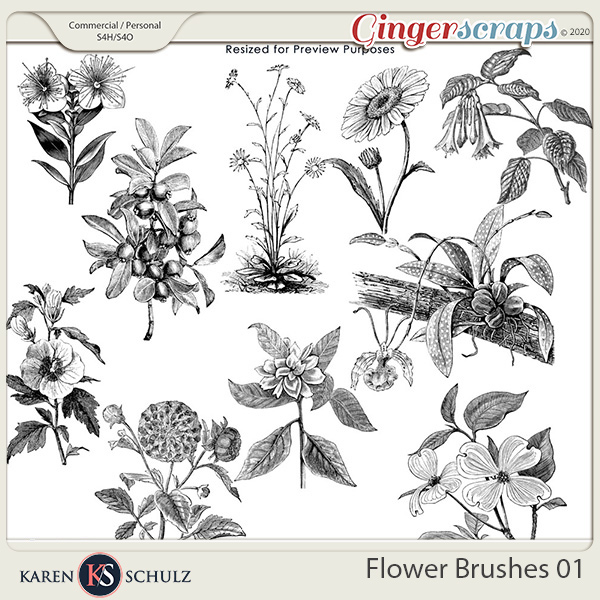 Flower Brushes 01 by Karen Schulz