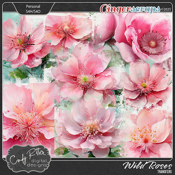 Wild Roses [Transfers] by Cindy Ritter