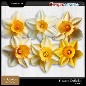 Flowers: Daffodils CU by J. Conlon and Sons