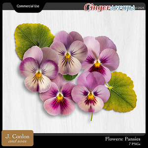 Flowers: Pansies CU by J. Conlon and Sons